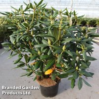 Rhododendron Roseum Elegans