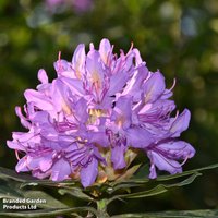 Rhododendron ponticum Variegatum