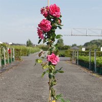 Rose Laguna (Climbing Hybrid Tea)