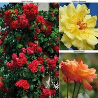 Rose ’Climbing Collection’