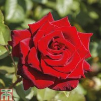 Rose Love Knot (Climbing Rose)