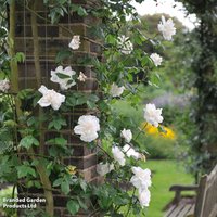 Rosa Madame Alfred Carriere (Climbing Rose)