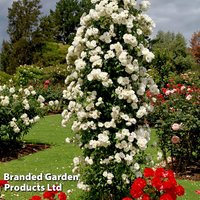 Rose ’Climbing Iceberg’ (Climbing)