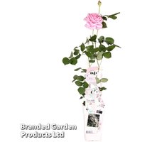 Rose Crazy in Love Pink (Climbing Rose)