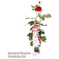 Rose Crazy in Love Red (Climbing Rose)