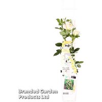 Rose Crazy in Love Vanilla (Climbing Rose)