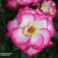 Rose Handel (Climbing)