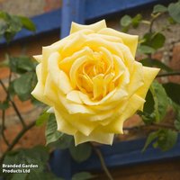 Rose Laura Ford (Climbing Rose)