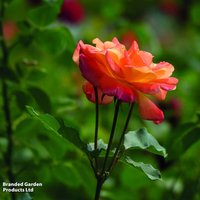 Rose Climbing Masquerade