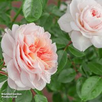 Rose Sabrina (Climbing)