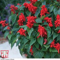 Salvia splendens Blaze of Fire