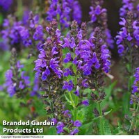 Salvia nemorosa Marcus