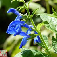 Salvia patens Blue Angel