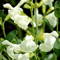 Salvia Clotted Cream