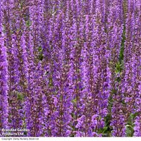 Salvia nemorosa Blue by You