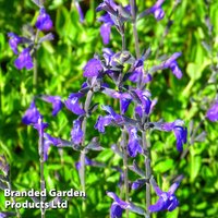 Salvia greggii Blue Note