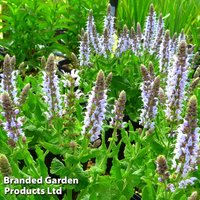 Salvia nemorosa Bumblesky