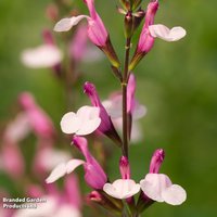 Salvia greggii Joy