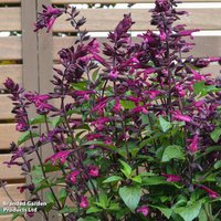 Salvia Love and Wishes