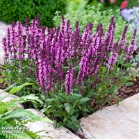 Salvia nemorosa New Dimensions Mix