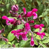 Salvia hybrida Pink Mulberry
