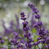 Salvia verticillata Purple Rain