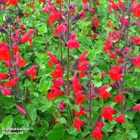 Salvia greggii Red Swing