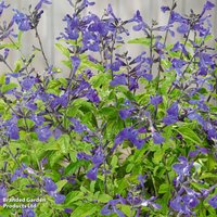 Salvia microphylla So Cool Pale Blue