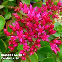 Sedum spurium Dragons Blood