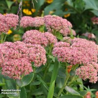 Sedum spectabile Brilliant