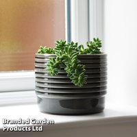 Sedum morganianum Burrito