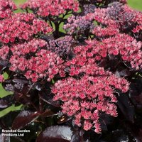Sedum telephium Dark Magic