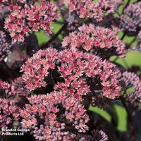 Sedum telephium Desert Black