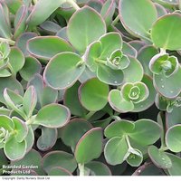 Sedum sieboldii Dragon