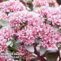 Sedum telephium Chocolate
