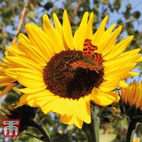 Sunflower Russian Giant - Seeds