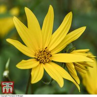 Sunflower maximiliani Early Bird - Seeds