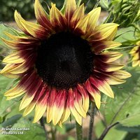 Sunflower Ruby Eclipse F1 - Seeds