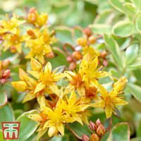 Sedum kamtschaticum var. floriferum Weihenstephaner Gold