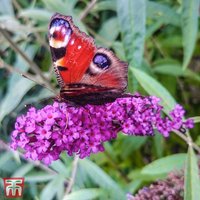 Buddleja Argus Velvet