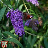 Buddleja davidii Adonis Blue