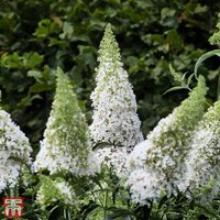 Buddleja davidii White Profusion
