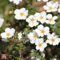 Potentilla fruticosa 'First Editions® Crème Brulée'