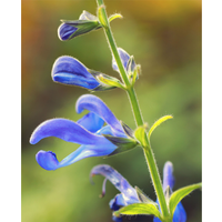 Salvia ’African Sky’