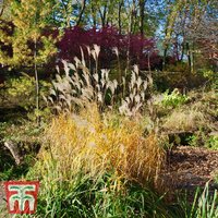 Miscanthus sinensis Graziella