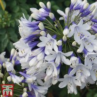 Agapanthus africanus Twister