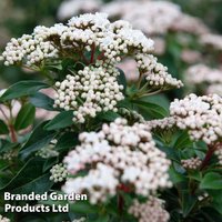 Viburnum tinus Eve Price