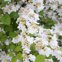 Viburnum plicatum f. tomentosum Kilimanjaro Sunrise