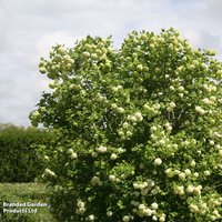 Viburnum opulus (Hedging)