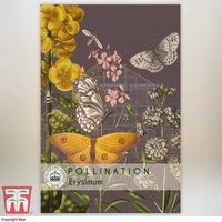Wallflower My Fair Lady Mixed - Kew Pollination Seed Collection